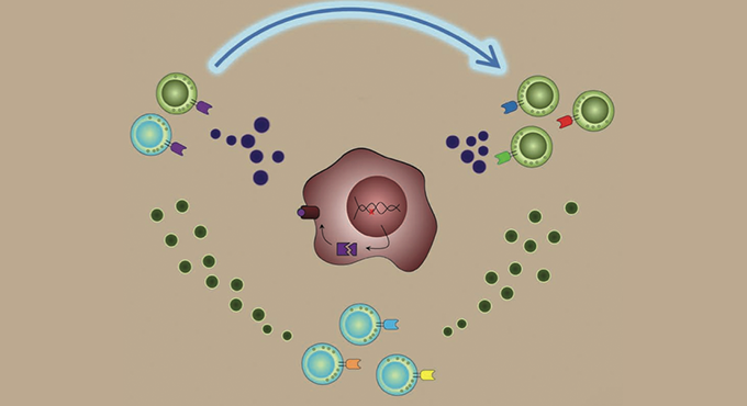 Using single cell proteomics to identify and understand responders to Adoptive Cell Transfer Immunotherapy.