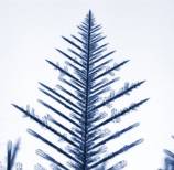 dendrite15x.jpg (5256 bytes)