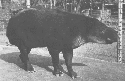 [tapir photo]