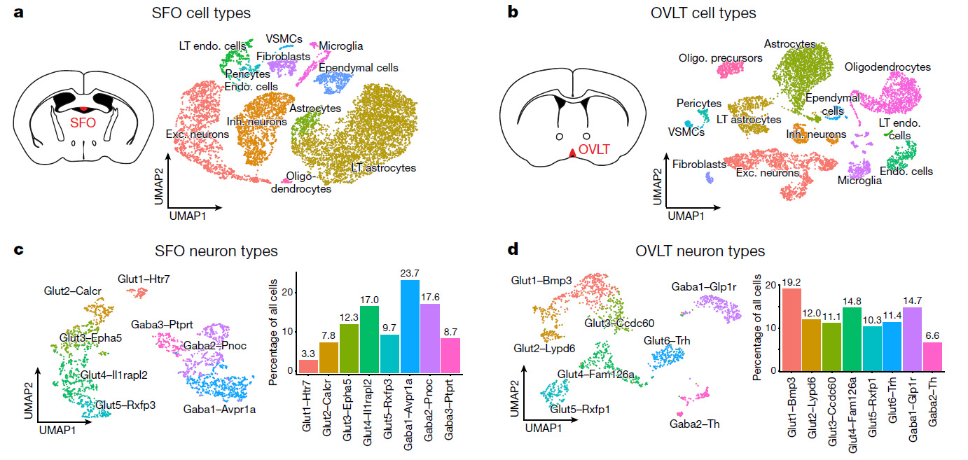 cellular basis of distinct thirst modalities figure 1