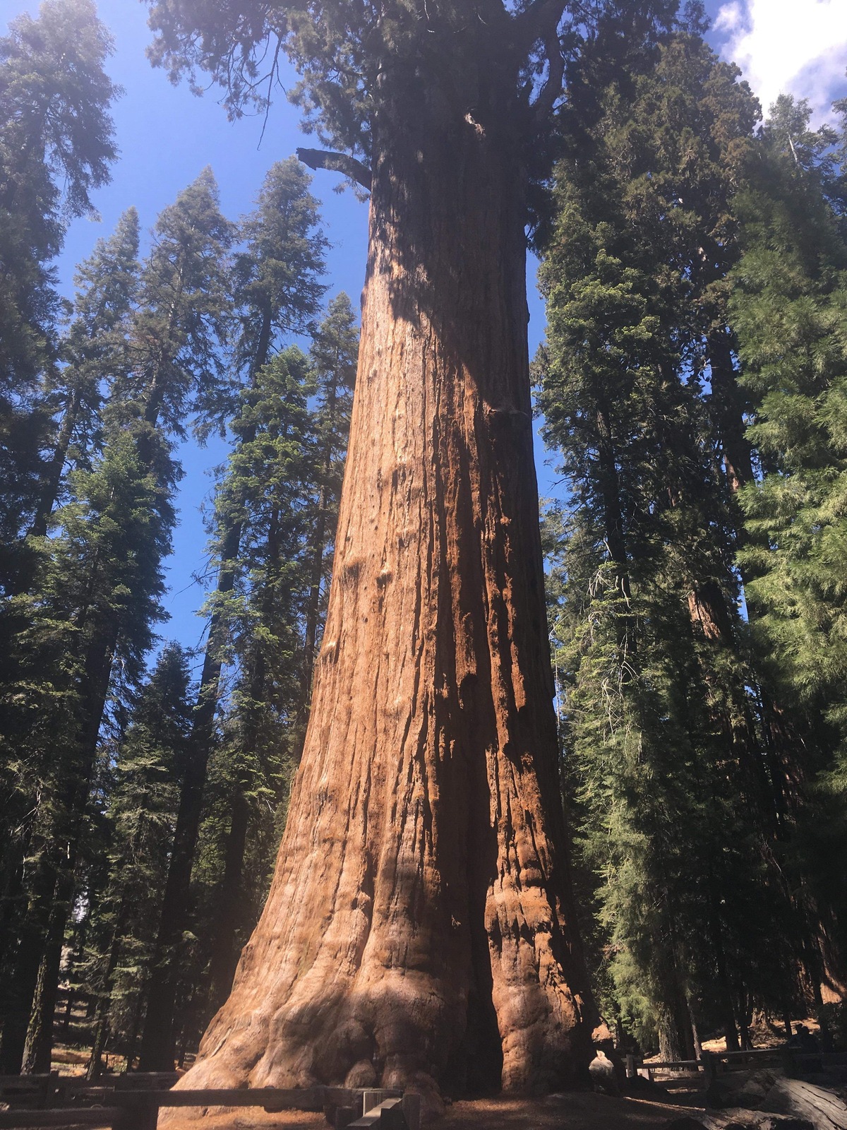 One of the largest sequoia trees in the world