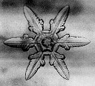 gonda3x.jpg (6818 bytes)