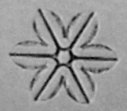 gonda4x.jpg (3331 bytes)