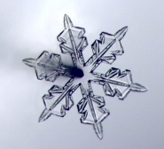 star61x.jpg (8234 bytes)