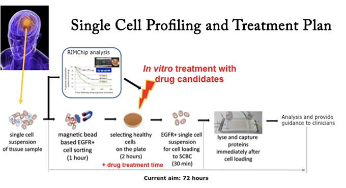 Using single cell proteomics to develop effective cancer treatment strategies and understand drug resistance mechanisms.